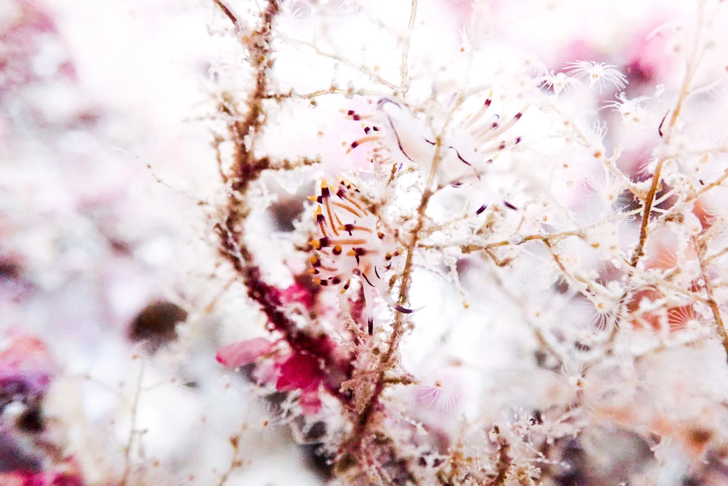 Underwater photography by Selina Cheng, babynudi 2