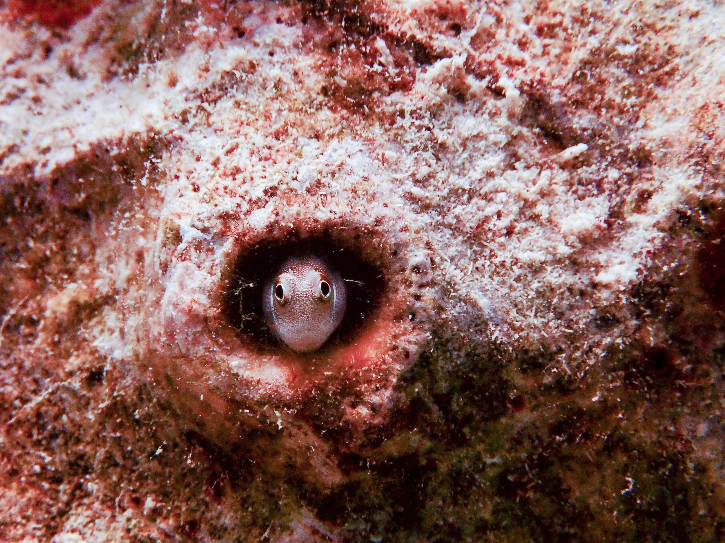 Underwater photography by Selina Cheng, blenniefish