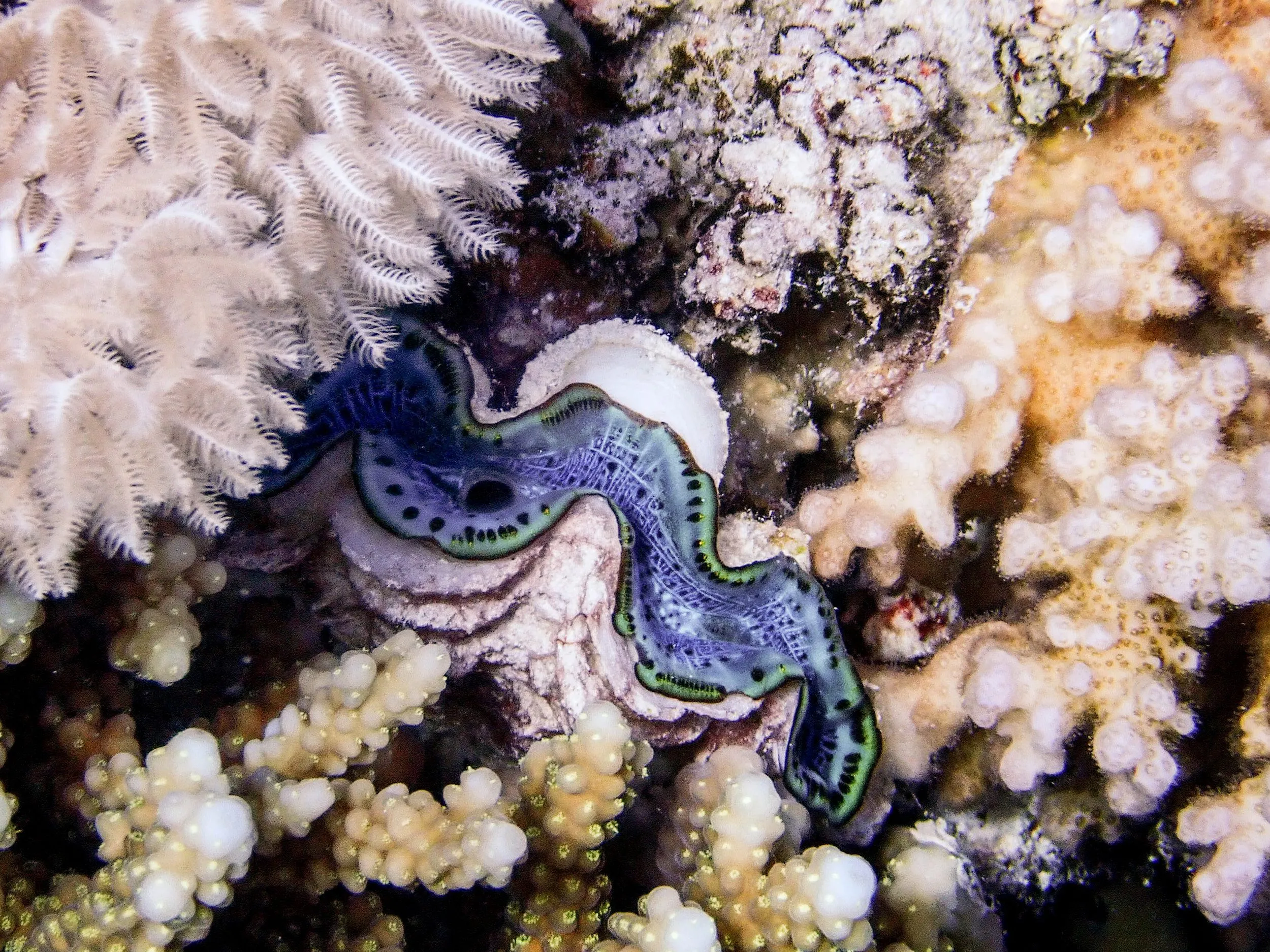 Underwater photography by Selina Cheng, clam