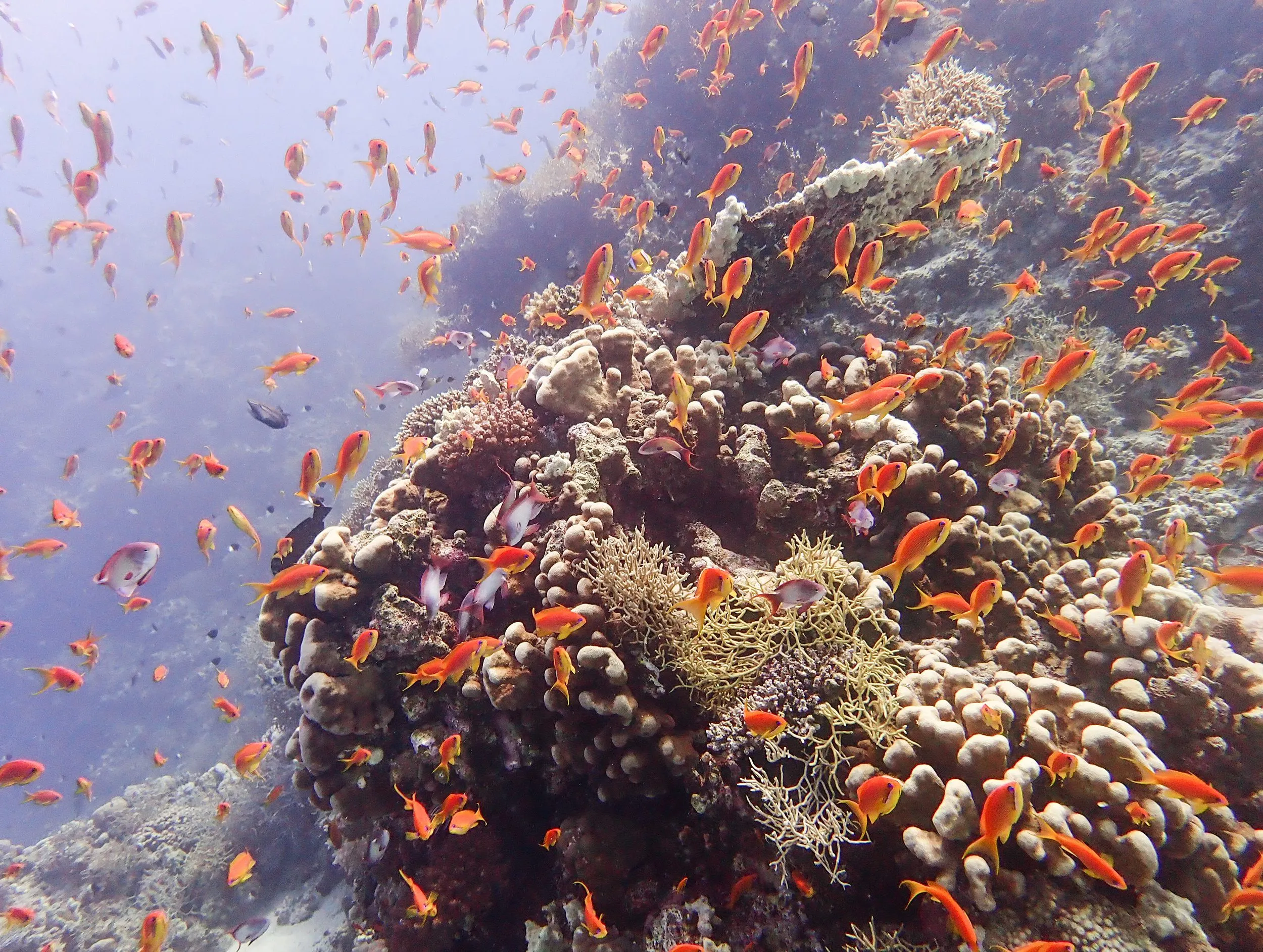 Underwater photography by Selina Cheng, explosion