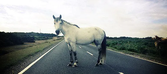 Nature photography by Selina Cheng, horse