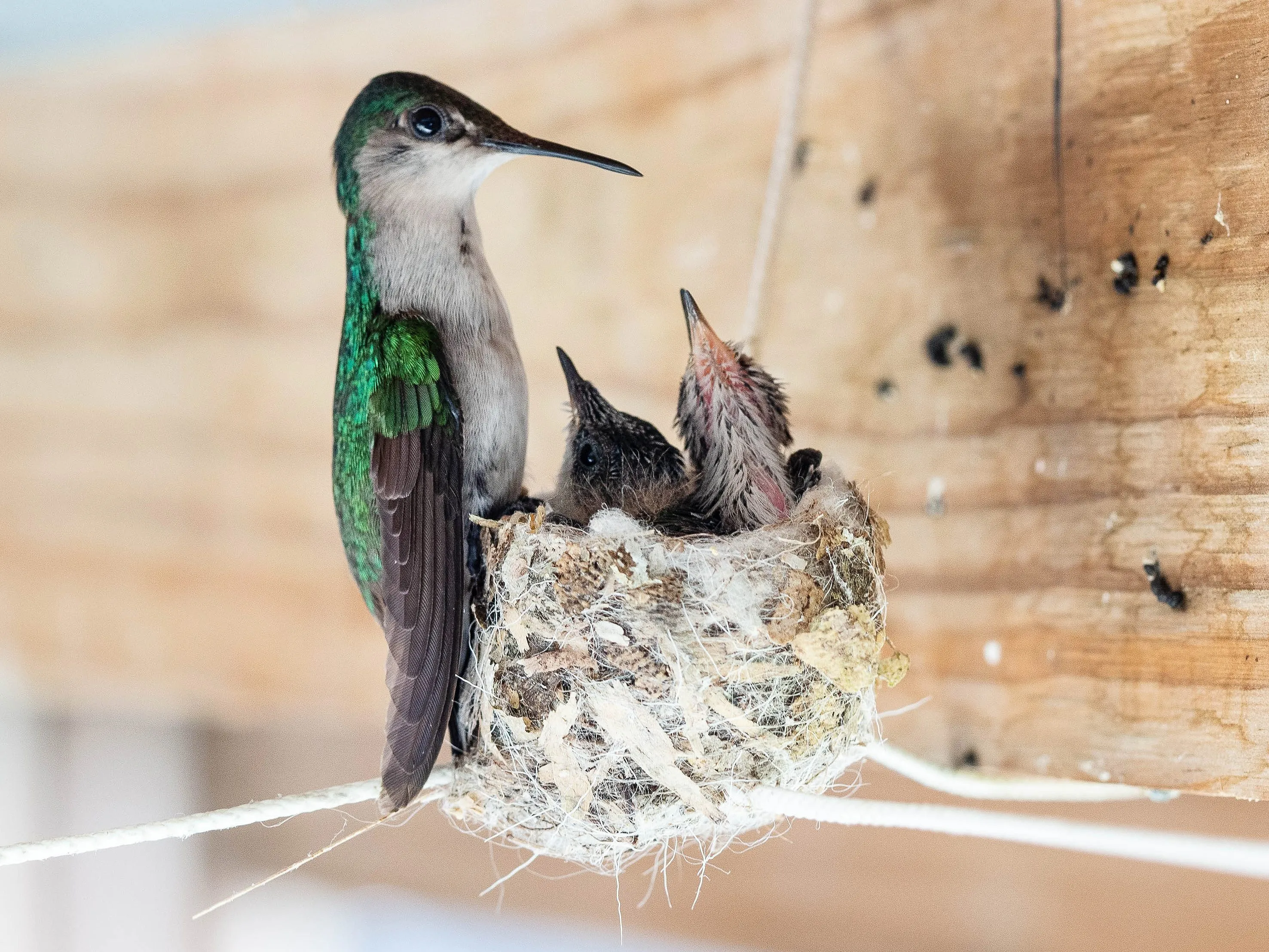 Nature photography by Selina Cheng, hummingbird