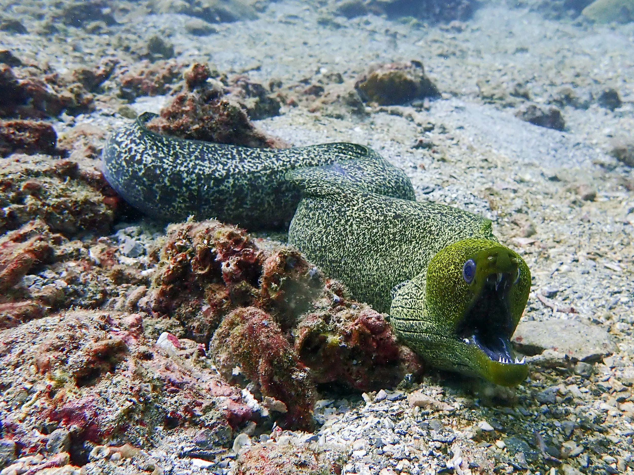 Underwater photography by Selina Cheng, morayeelweb