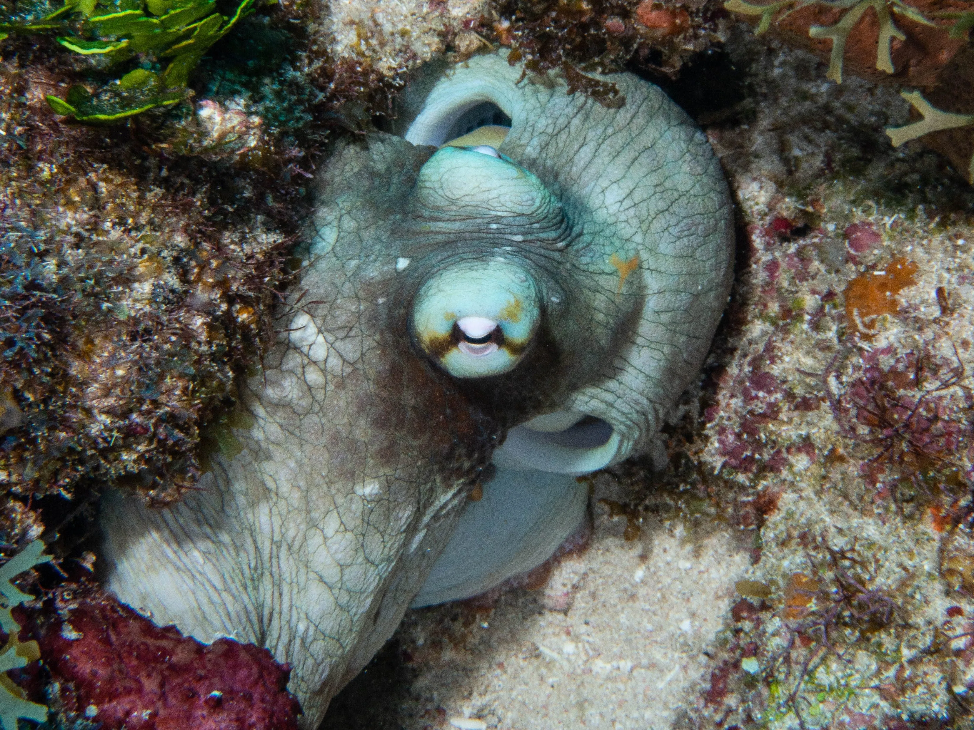 Underwater photography by Selina Cheng, octopus top