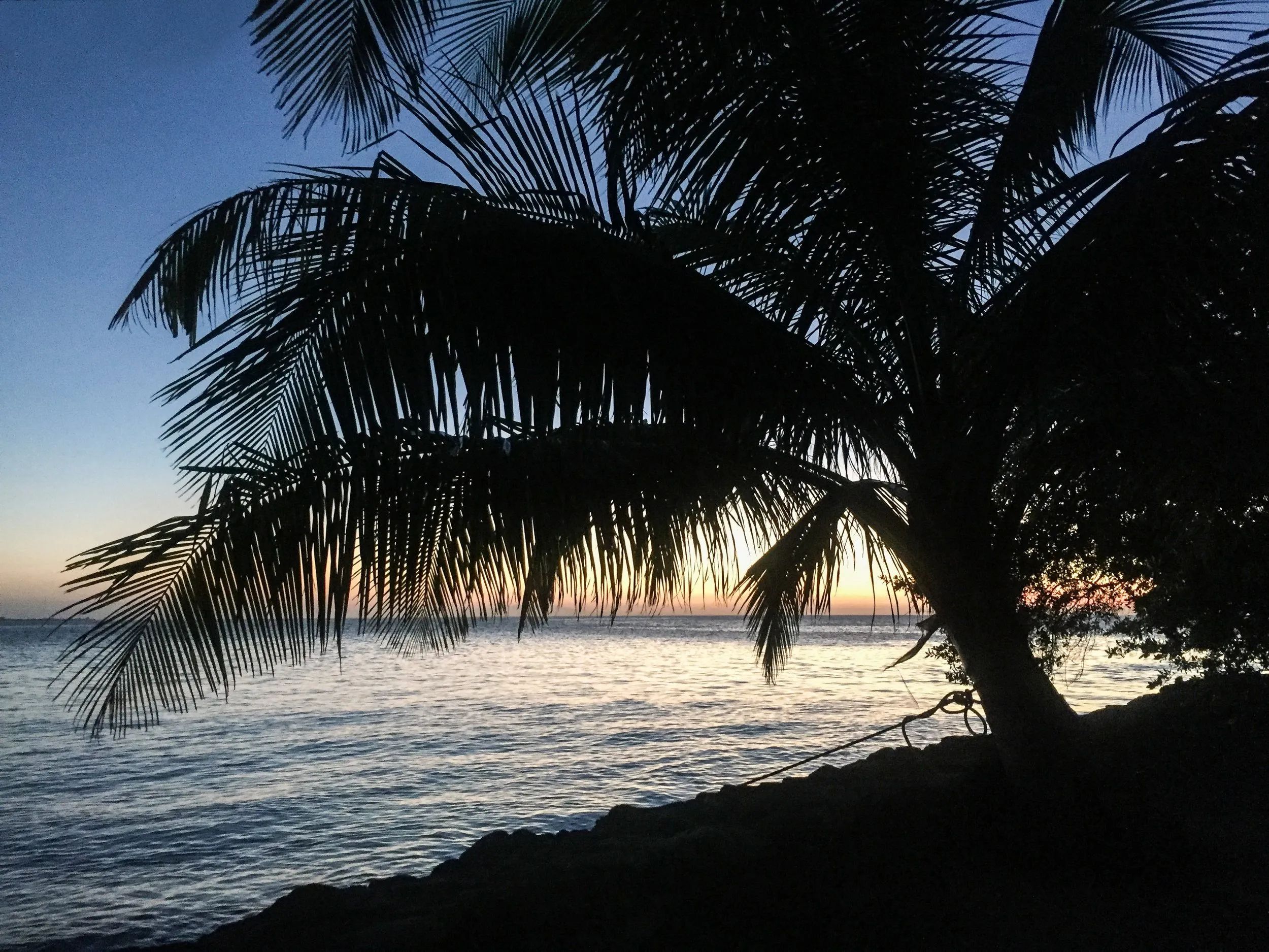 Nature photography by Selina Cheng, palmtree