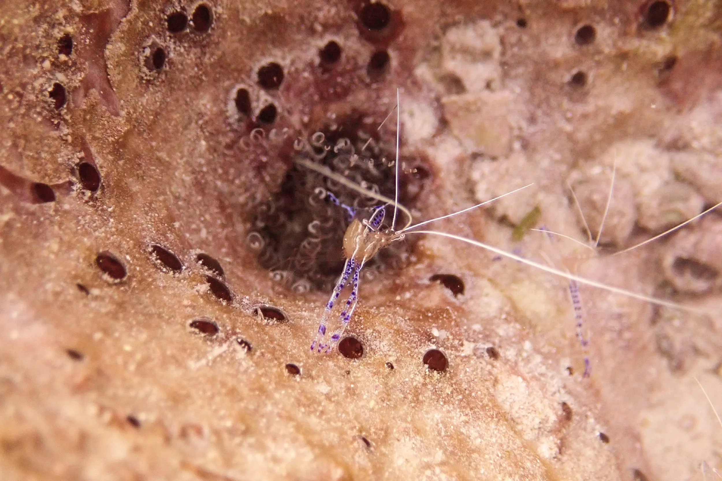 Underwater photography by Selina Cheng, shrimpmacro
