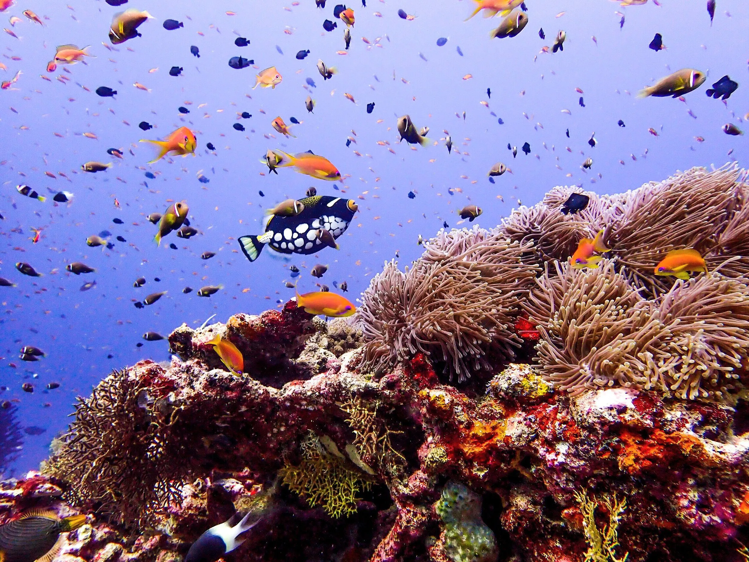 Underwater photography by Selina Cheng, triggerfish