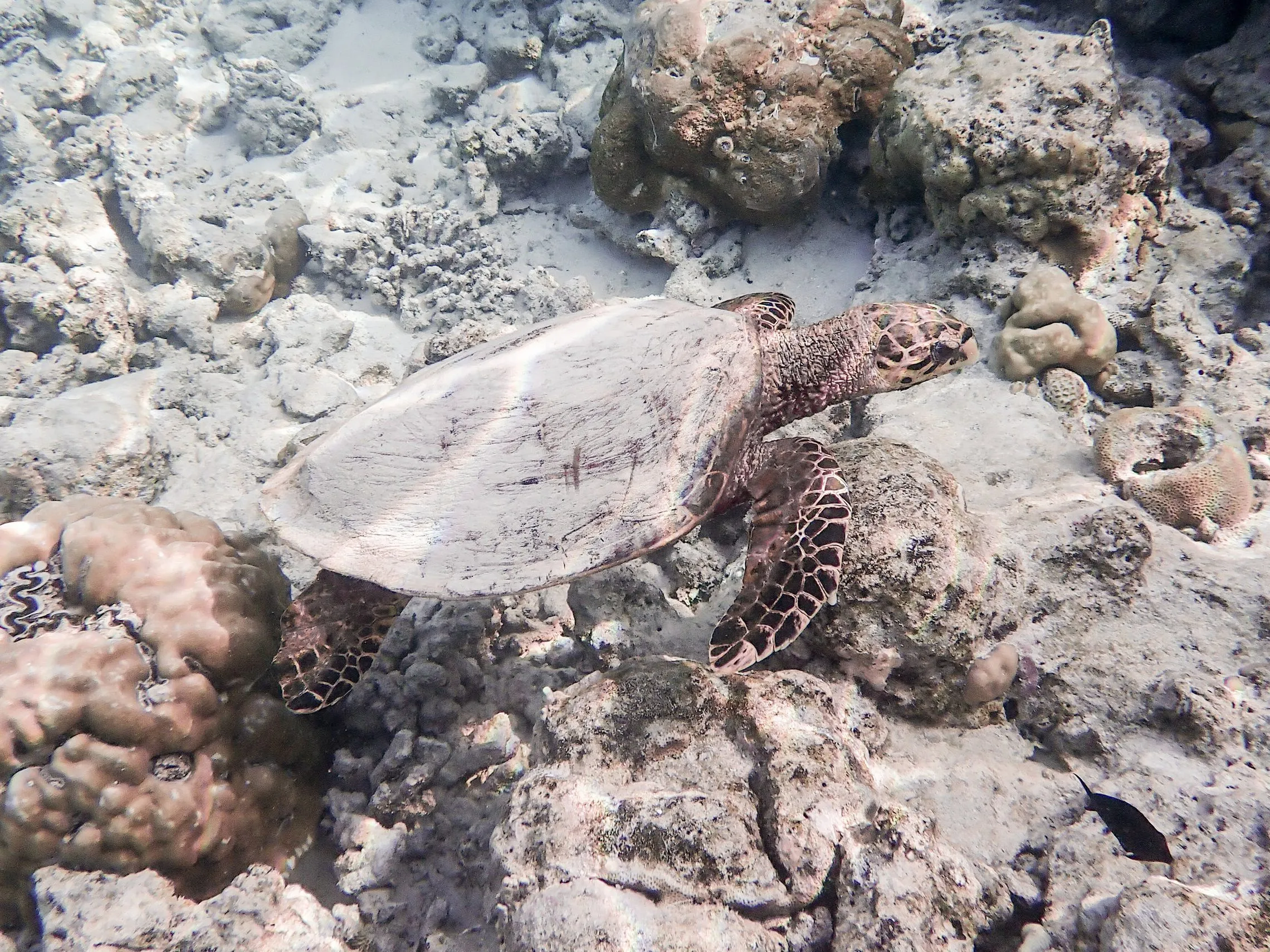 Underwater photography