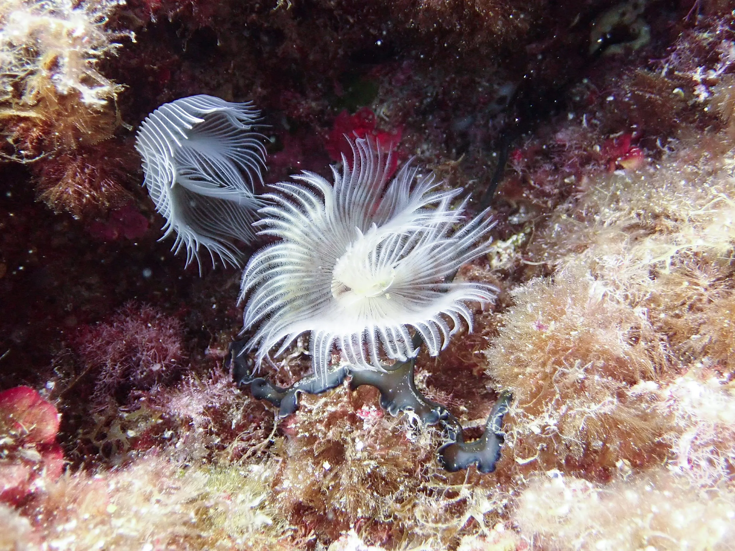 Underwater photography by Selina Cheng, worm1