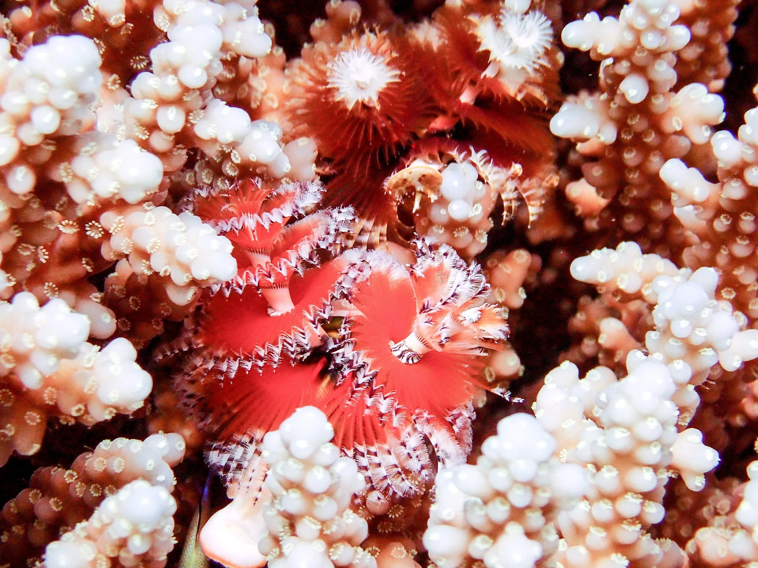 Underwater photography by Selina Cheng, xmastree